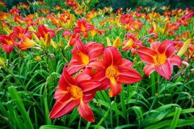 Taglilien: Standort, Pflege & die schönsten Sorten der Hemerocallis