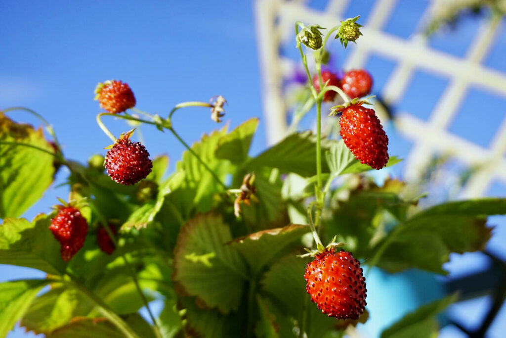 Erdbeeren als Kletterpflanzen