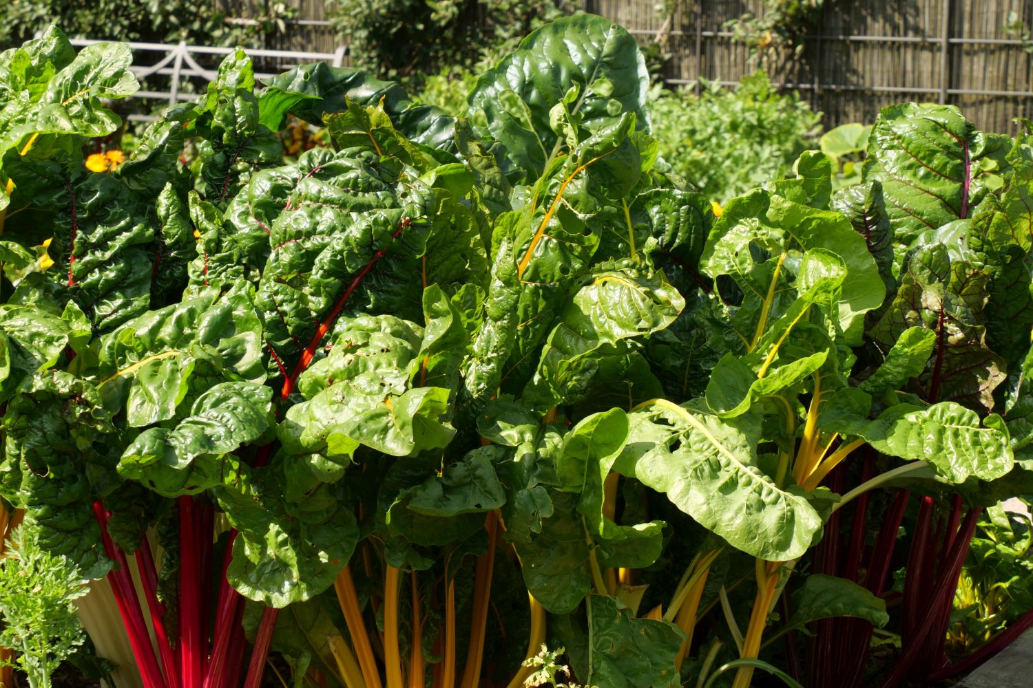 Gute Nachbarn für Mangold: Mischkultur, gute & schlechte Nachbarn