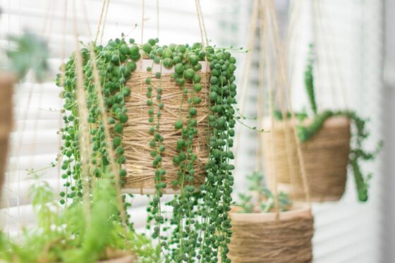 Erbsenpflanze: Standort, Vemehrung & Giftigkeit der String of pearls