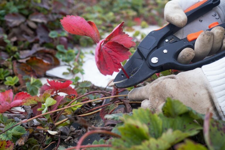 Hängeerdbeeren Pflanzen, Überwintern & Sorten Plantura