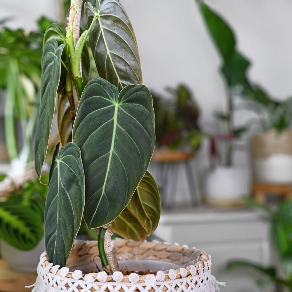 Philodendron: Pflege, Vermehren & Giftigkeit - Plantura
