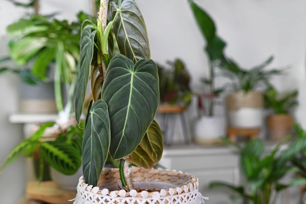 Philodendron als Zimmerpflanze