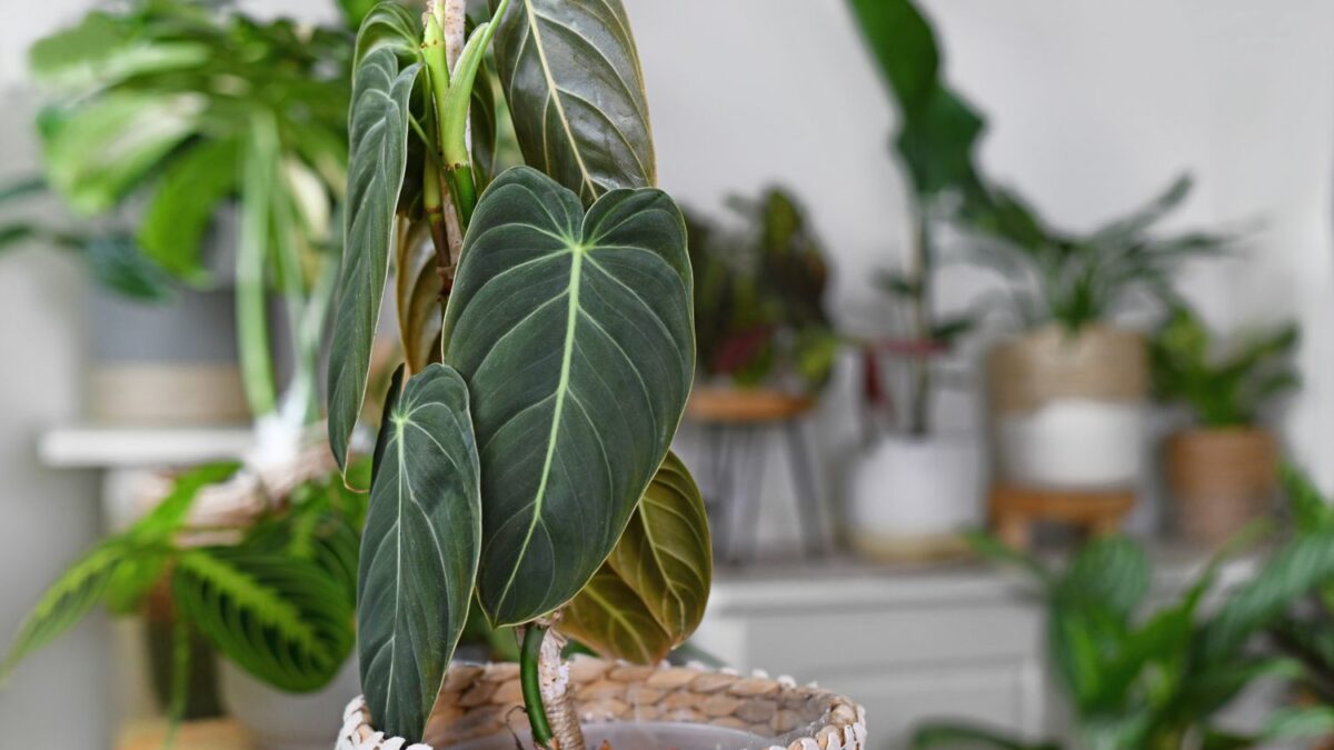 Philodendron: Pflege, Vermehren & Giftigkeit - Plantura
