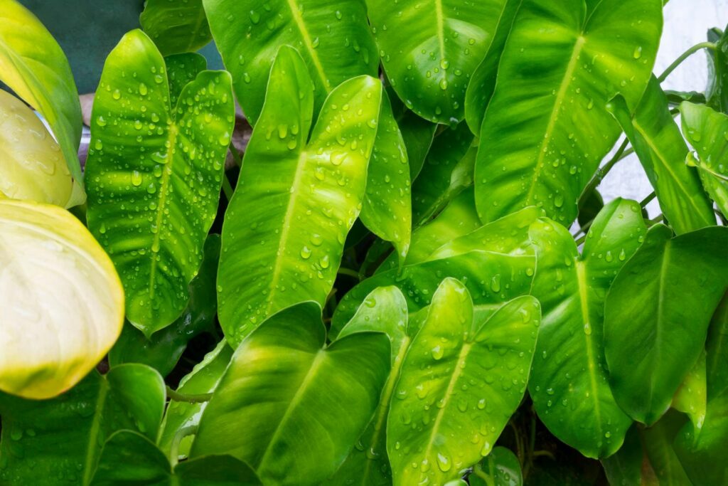 Philodendron-Blätter mit Wassertropfen