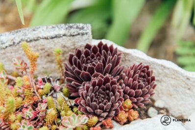 Hauswurz: Winterhärte, Vermehrung & Blütezeit von Sempervivum