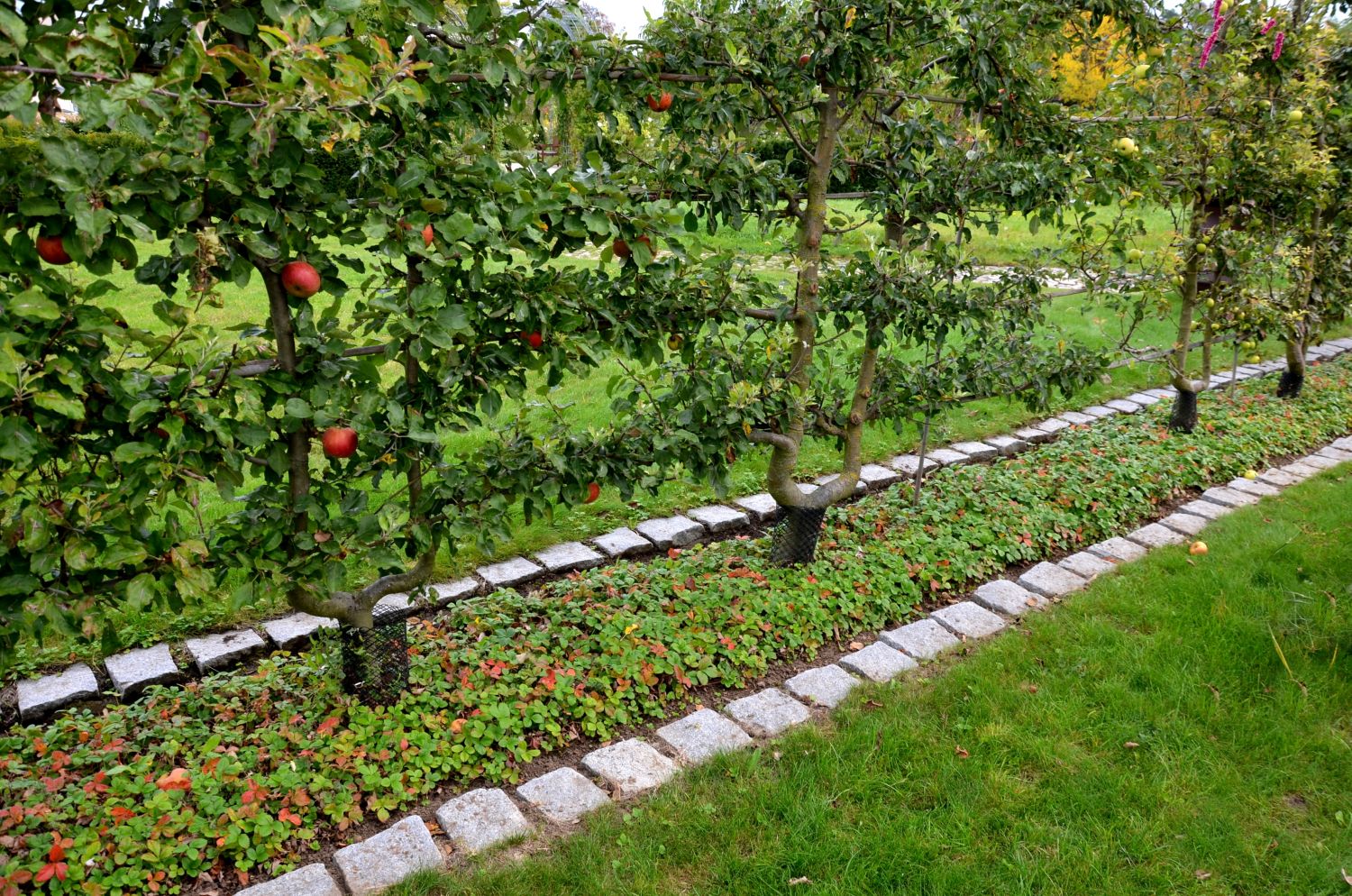 Spalierobst Pflanzen, Pflege & Sorten Plantura