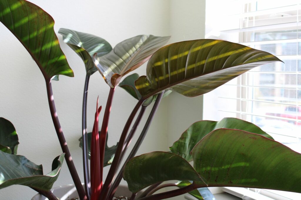 Philodendron am Fenster