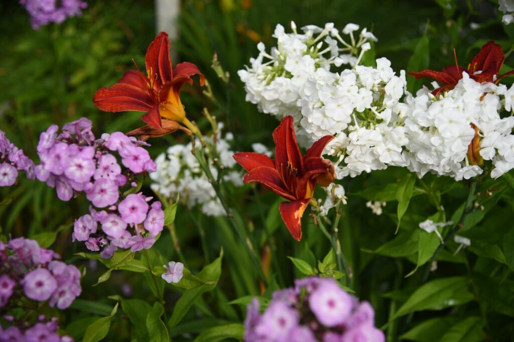 Taglilien und andere Blumen