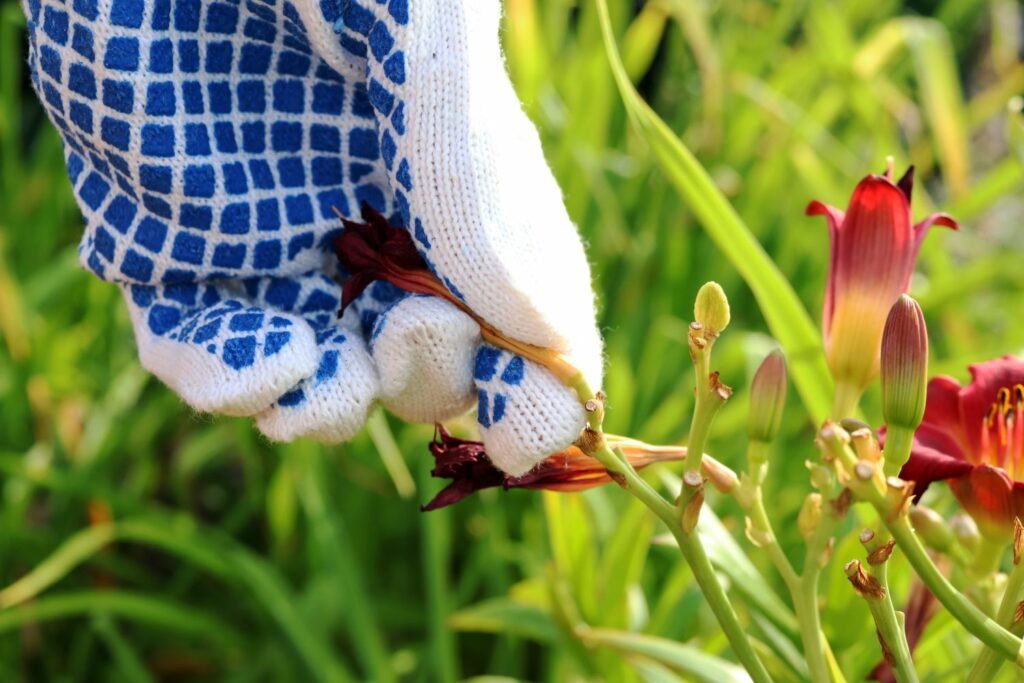Taglilien-Blüten pflücken