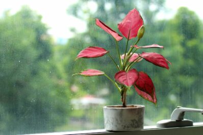 Zimmerpflanzen mit roten Blättern: Die schönsten im Überblick