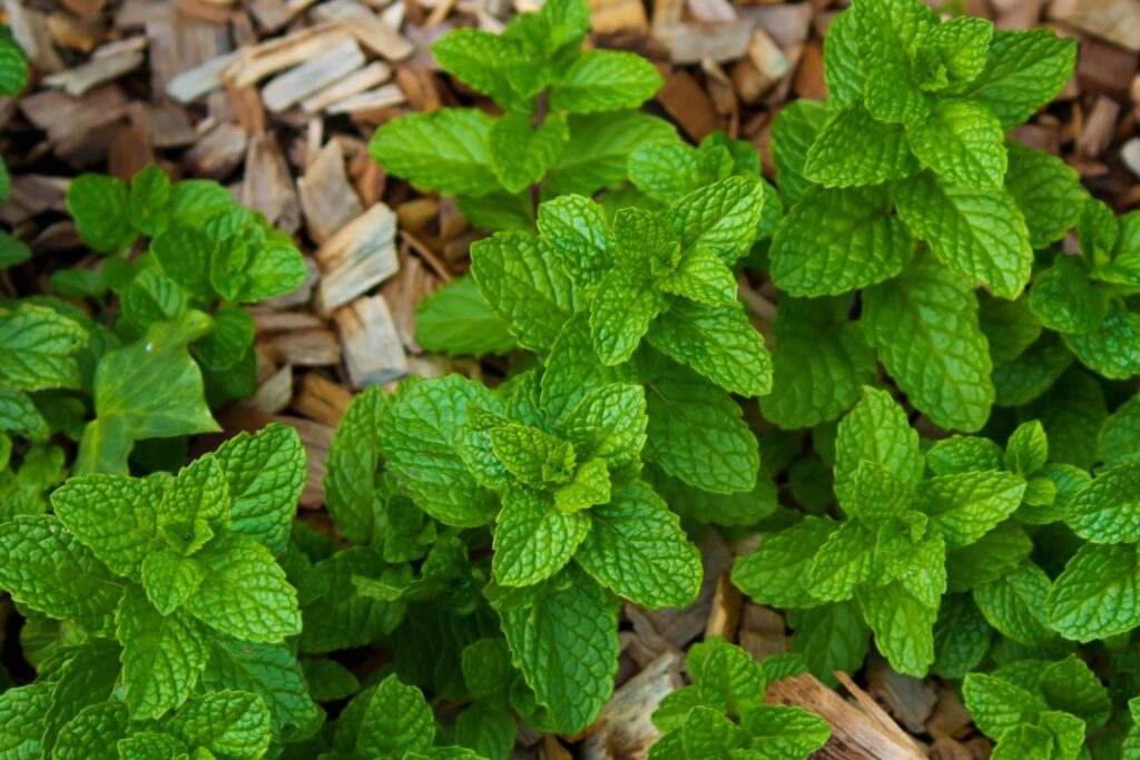 mentha-species