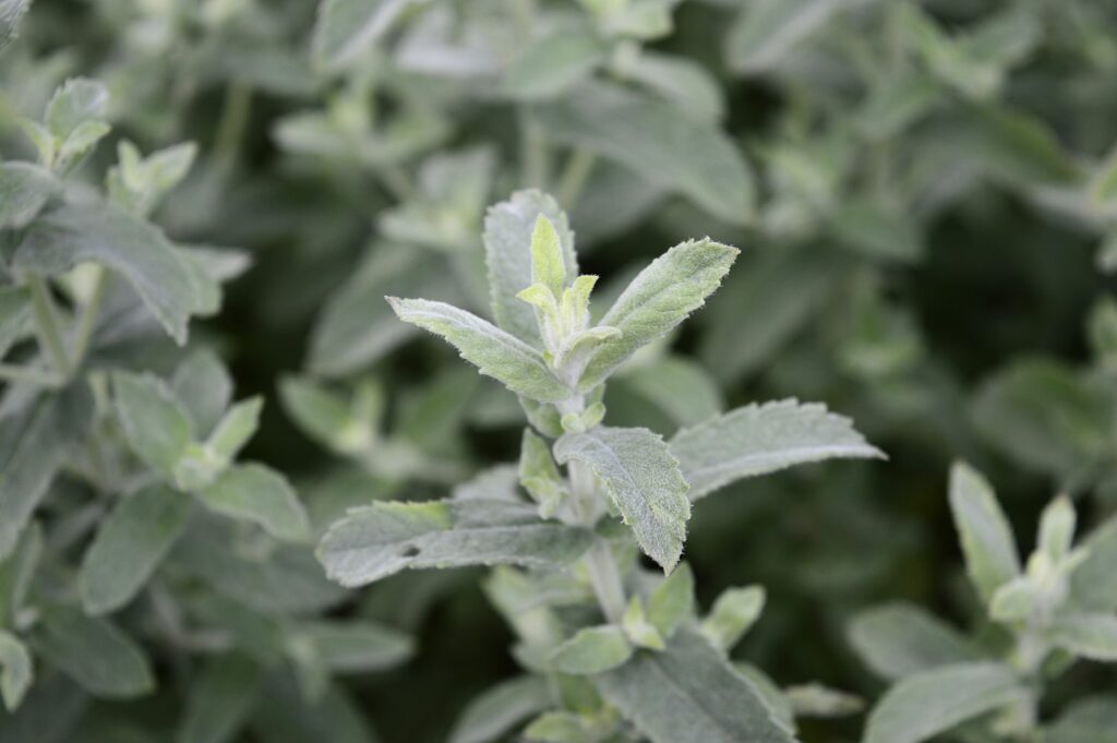 mentha-tomentosa