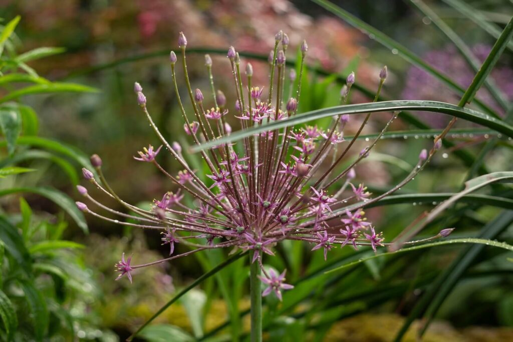 Zierlauch allium schubertii