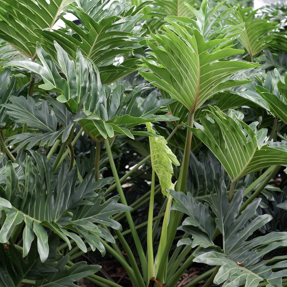 philodendron erde kaufen Philodendron Ring of Fire main image 1