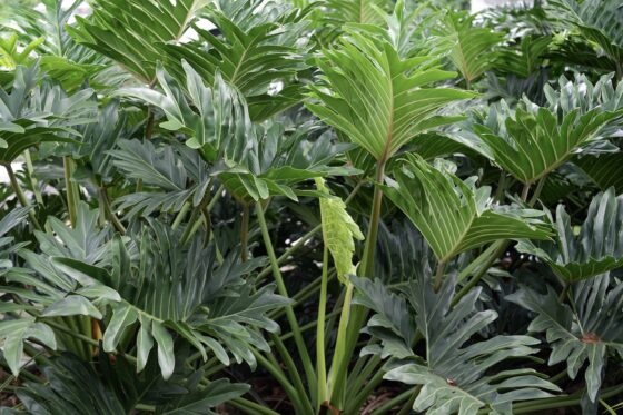 Philodendron bipinnatifidum: Pflege, Sorten & Vermehrung