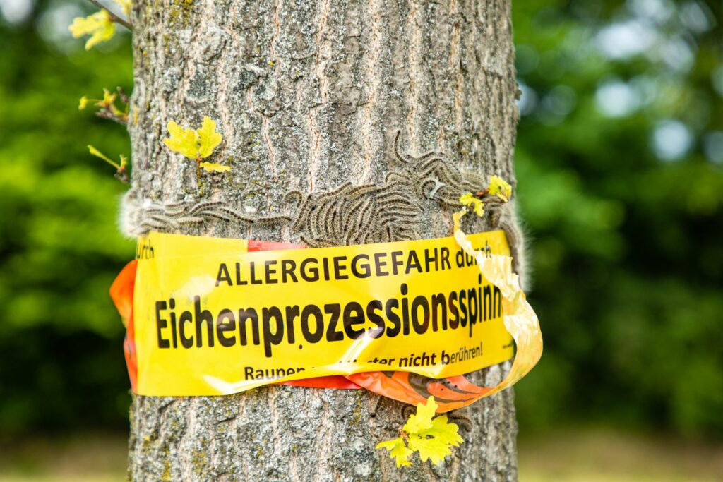 Warnung vor Eichenprozessionsspinner