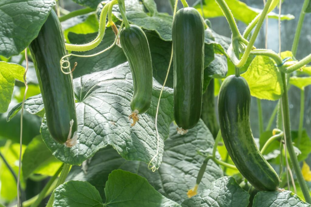 Hochbeet für Gurken