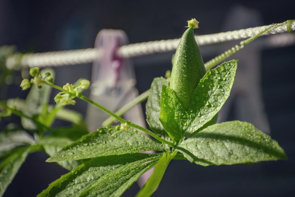 Cyclanthera pedata