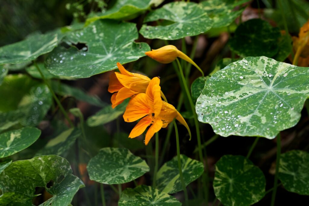 Geschlossene Kapuzinerkresse-Blüte