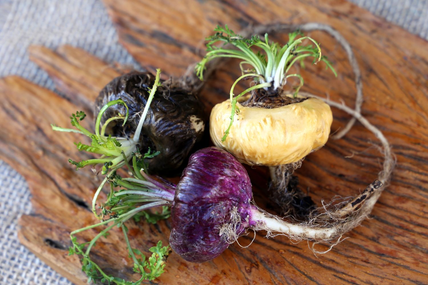 Maca Pflanzen, Wirkung & Verwendung Plantura