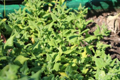 Neuseeländer Spinat: Aussaat, Ernte & Zubereitung