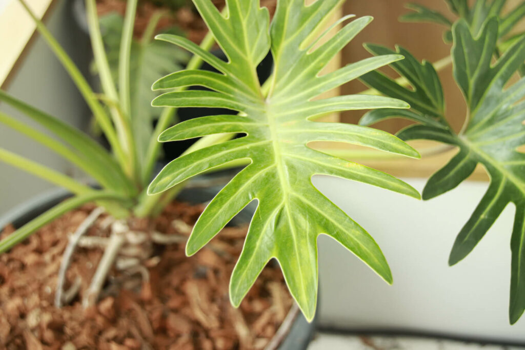 Baum-Philodendron-Blätter