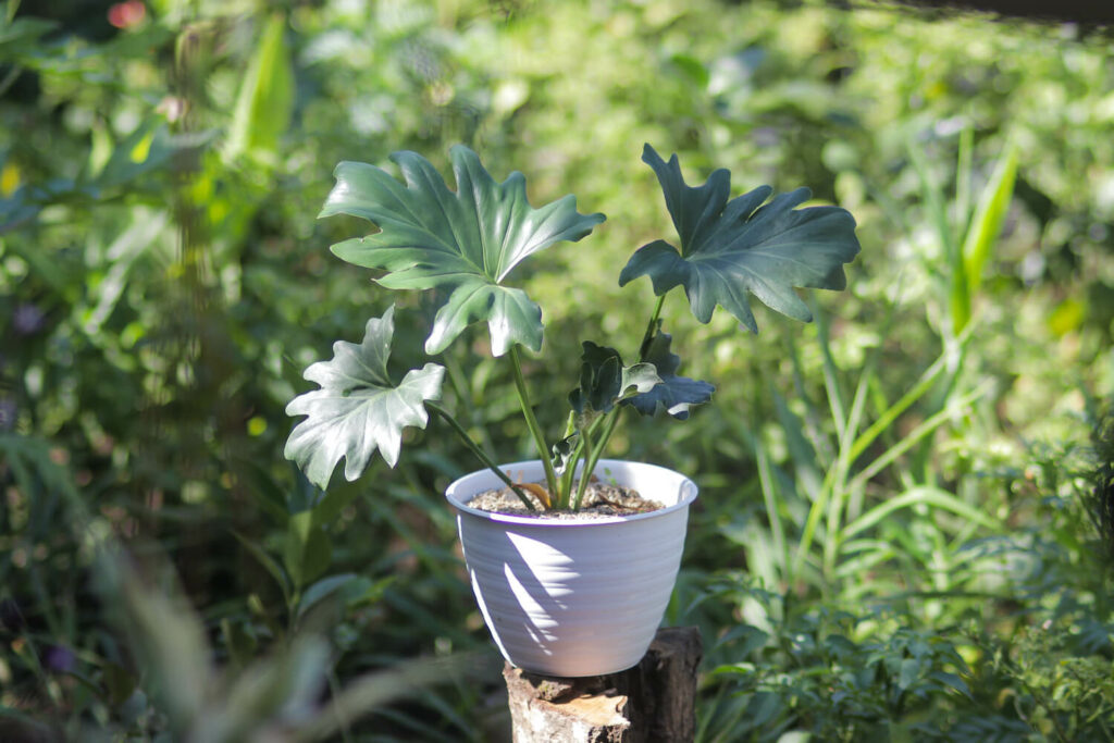 Baum-Philodendron im Topf