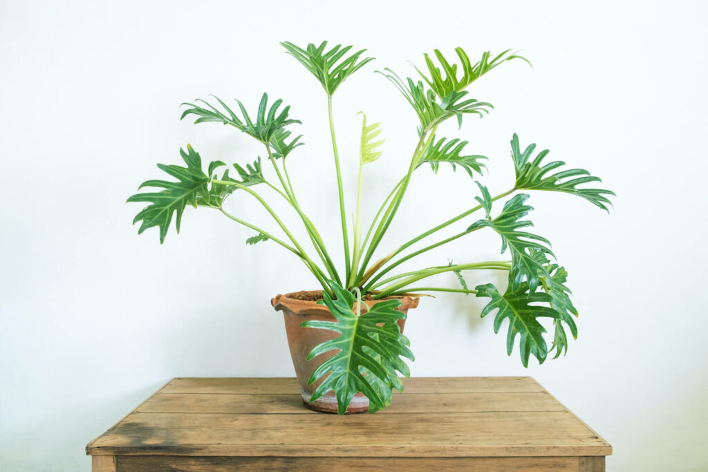 Baum-Philodendron Xanadu