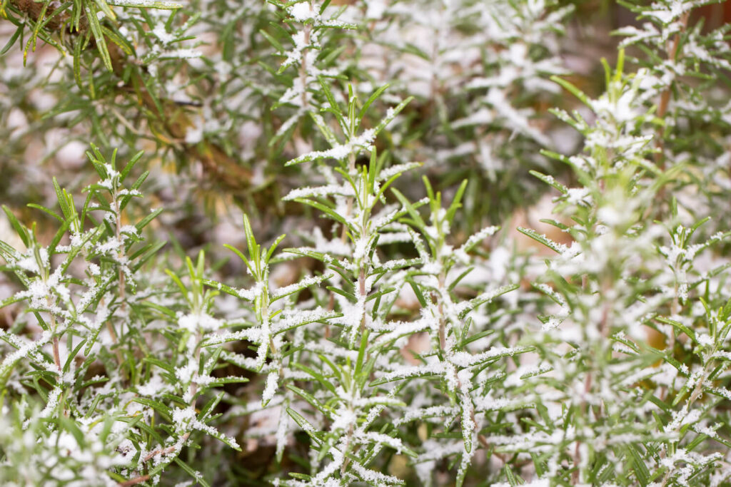 winterharte Rosmarin-Sorte
