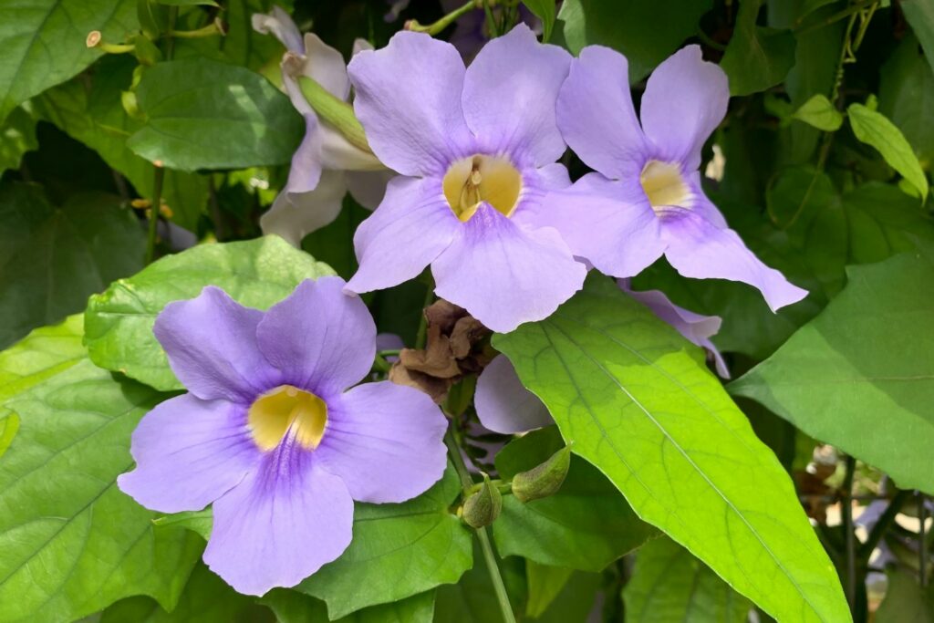 Lila Blüten der Thunbergia grandiflora
