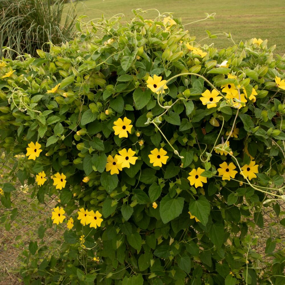 was brauchen rosen für dünger Rosendünger 1 Liter – Purgrün main image 0