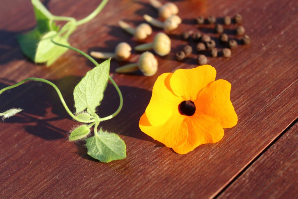 Samen der Thunbergia