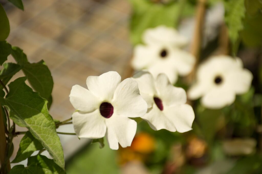 Thunbergia alata in weiß