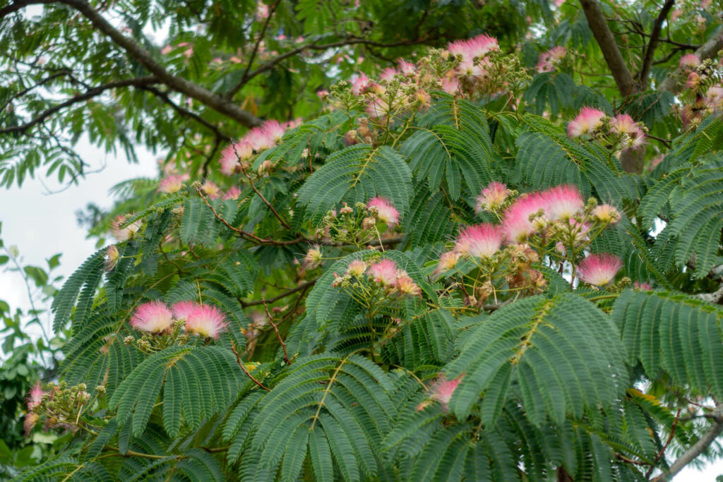 Seidenbaum-Blüten