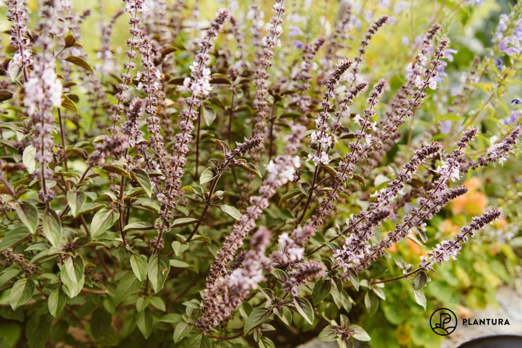 Ocimum basilicum