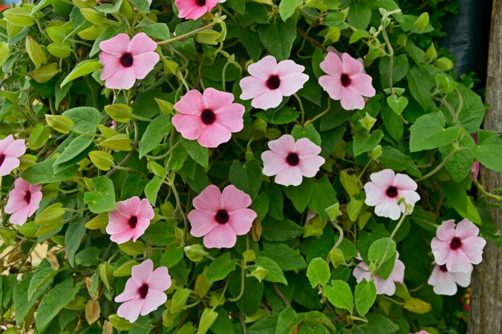 Schwarzäugige Susanne 'Arizona Rose Sensation'