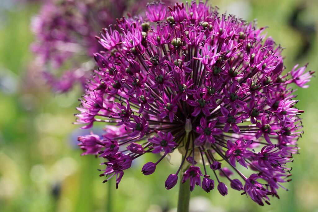 Blüte des Allium 'Purple Rain'