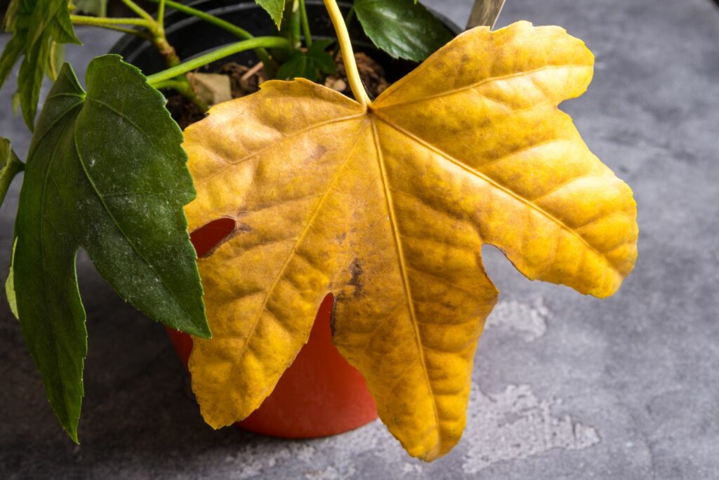 Gelbes Zimmeraralien-Blatt