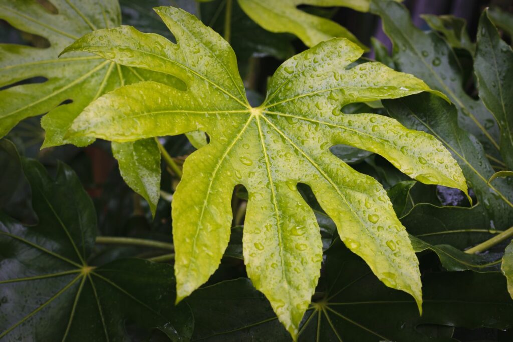 Grüne Zimmeraralien-Blätter