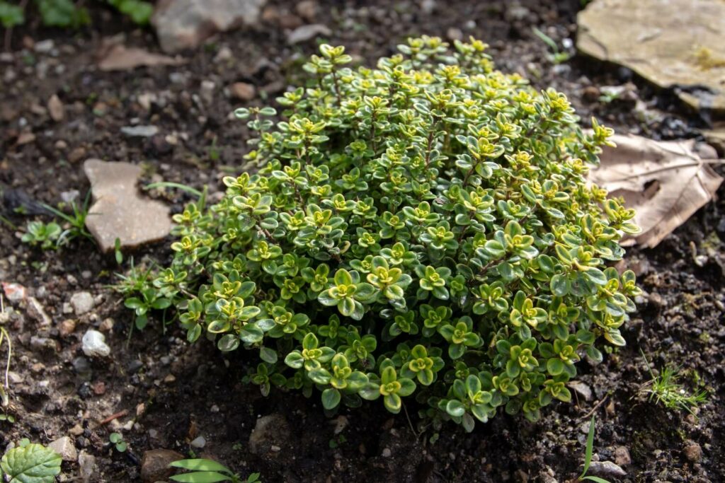 Thymus citriodorus