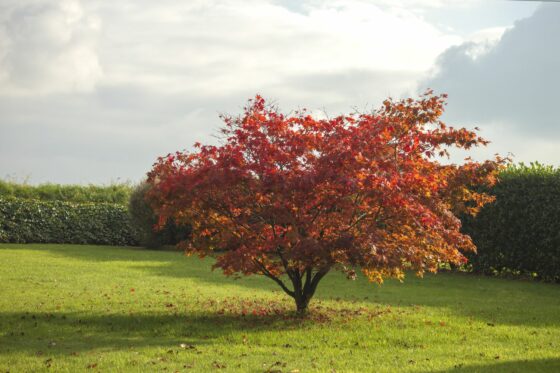 Fächerahorn: Standort, Schneiden & Sorten von Acer palmatum