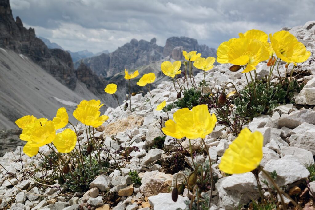 Gelbe Alpenmohn-Blumen in felsiger Landschaft