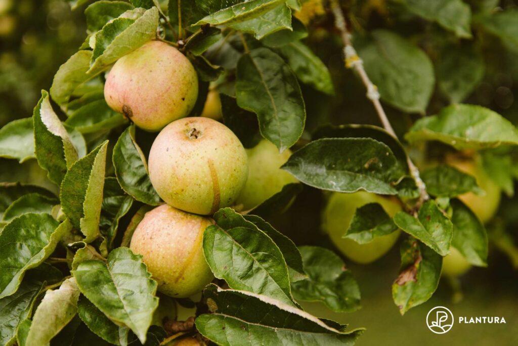 Holsteiner Cox Apfel