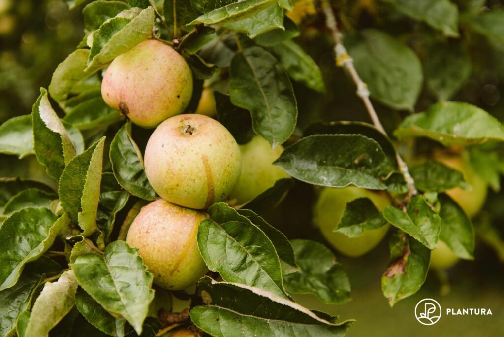 & Plantura Geschmack, - Anbau Cox: Holsteiner Erntezeit