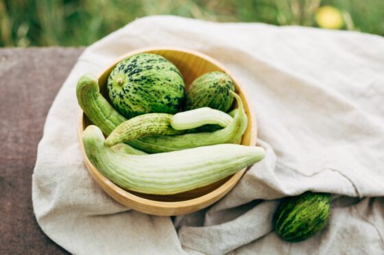Gurkenmelone: Pflanzen, Pflege & Ernte