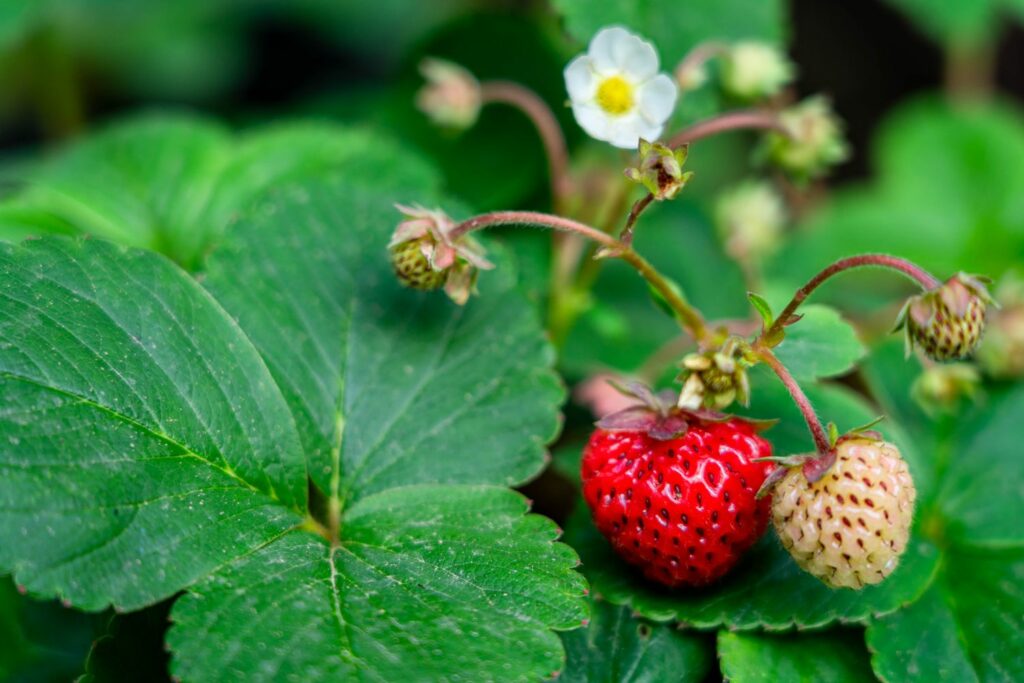 Mieze Schindler'-Erdbeerpflanze