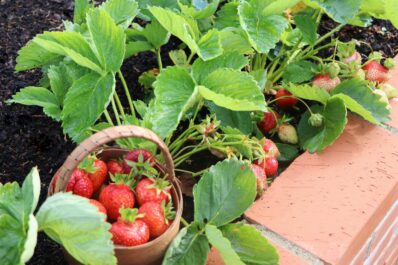 Erdbeeren im Hochbeet: Pflanzen, Pflege & Überwinterung