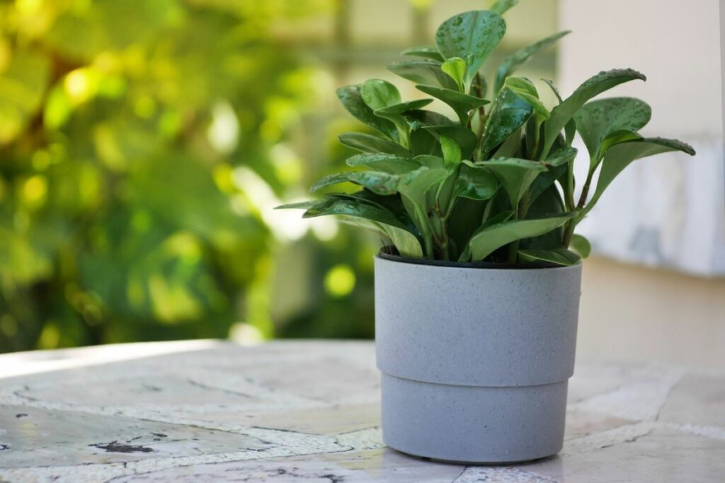 Peperomia obtusifolia draußen