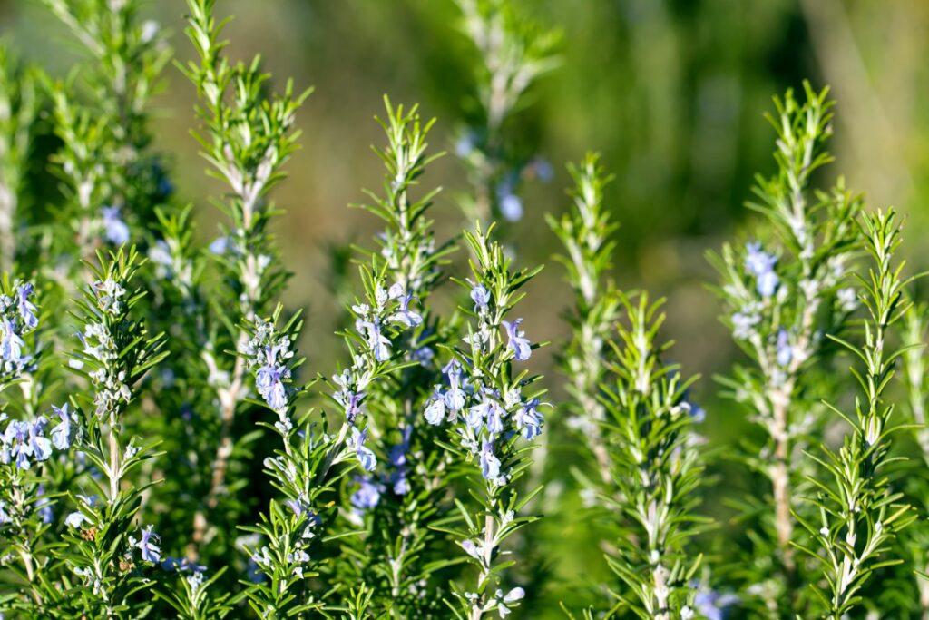 Rosmarin mit Blüten